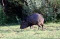 Javalina 2011_07_16_1570